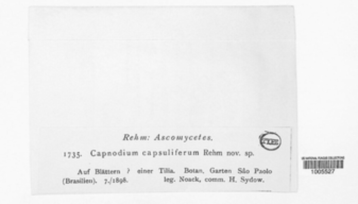 Capnodina capsulifera image